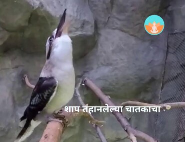 शाप तहानलेल्या चातकाचा