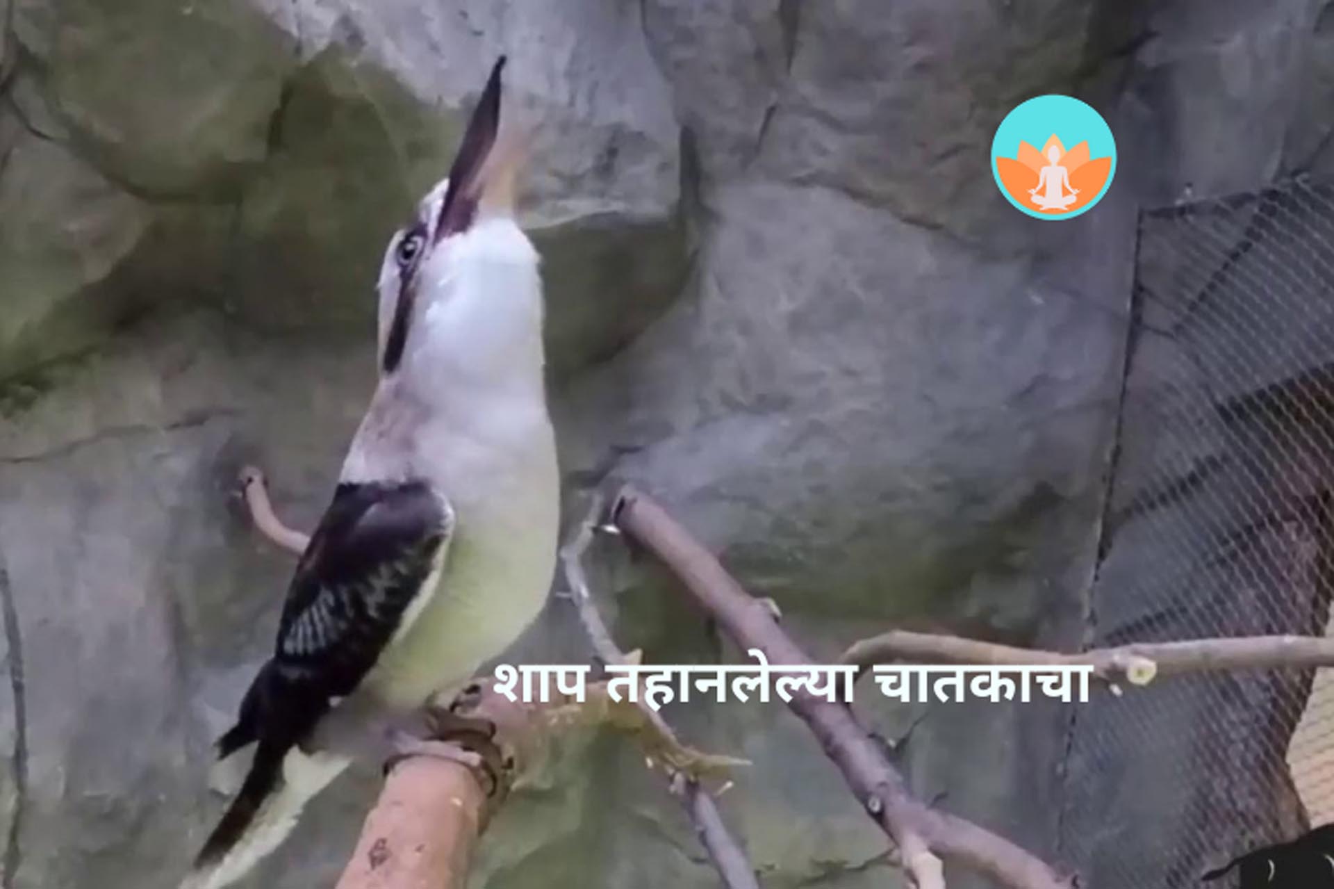 शाप तहानलेल्या चातकाचा